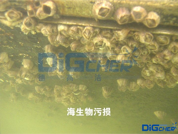 海生物污損