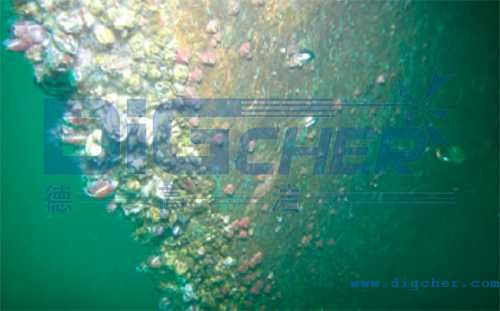 船體海生物